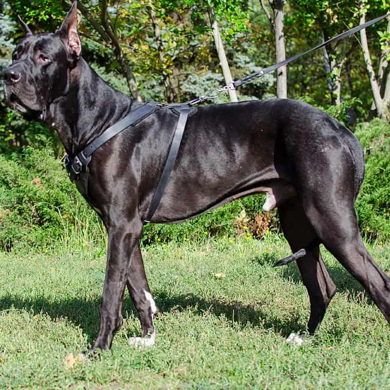Черная шлейка из кожи для немецкого дога «Working Dog»